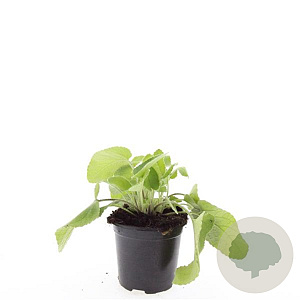 Phlomis russeliana GM C1.3