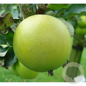 Malus d. 'Ananas Reinette' 10-12 HO cont. 90L geveerd