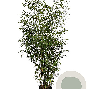 Phyllostachys aurea 200-250 cm 18L