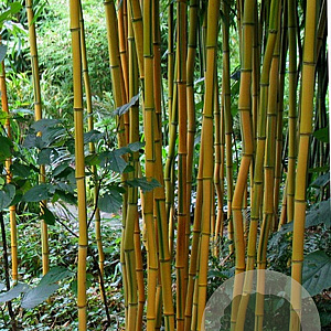 Phyllostachys aureosulcata 'Argus' 300-400 cm 45L