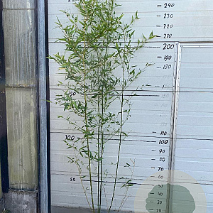 Phyllostachys bissetii 175-200 cm 10L