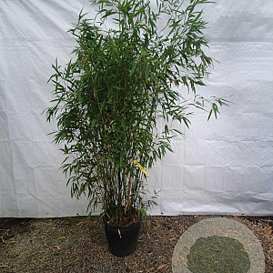 Phyllostachys bissetii 200-250 cm 15L