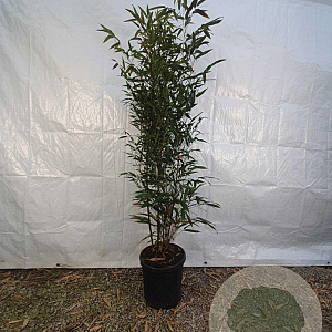 Phyllostachys nigra 125-150 cm 10L