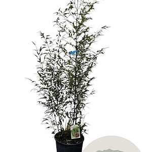 Phyllostachys nigra 200-250 cm 15L