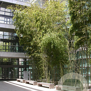 Phyllostachys nigra henonis 140-160 cm 35L