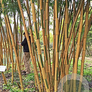 Phyllostachys vivax 'Huangwenzhu' 200-250 cm 30L