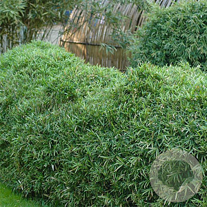 Pleioblastus chino 'Elegantissimus' 20-25 cm 2,0L