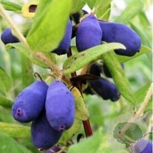 Lonicera caerulea 'Duet' 30-40 cm 3,5L