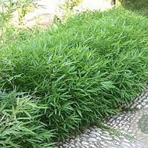 Pleioblastus pumilus 5-15 cm 2,0L