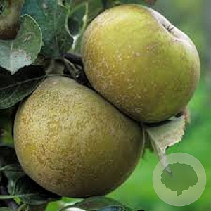 Malus d. 'Reinette du Canada' 18-20 HA cont. 130L