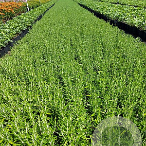 Rosmarinus officinalis GM 2,0L