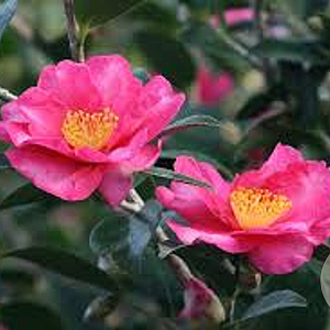 Camellia sasanqua 'Kanjiro' 200-250 cm cont. 110L meerstammig