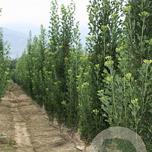 Ginkgo biloba 'Obelisk' 14-16 HO Cocoskluit