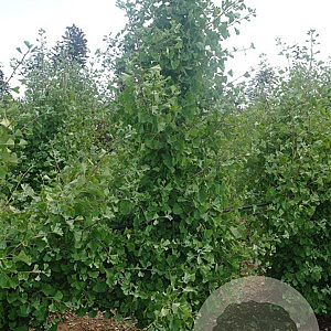 Ginkgo bil. 'Tit' 14-16 HO draadkluit geveerd 3 X verplant