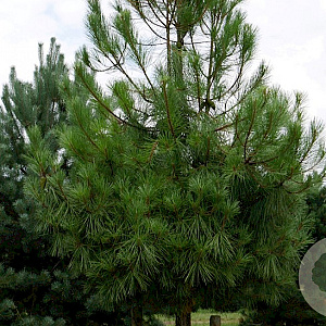 Pinus pinaster 18-20 HO cont. 110L lei 180x150 220 cm stam