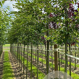 Prunus 'Accolade' 12-14 HO container
