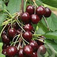 Prunus a. 'Sunburst' 12-14 HO 45L