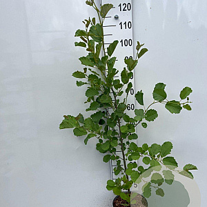 Alnus glutinosa 150-175 cm 5,0L