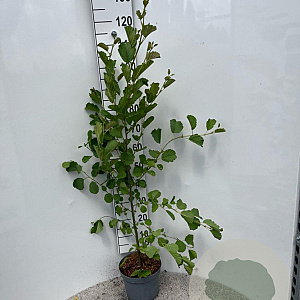 Alnus glutinosa 150-175 cm 5,0L