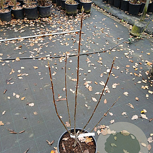 Amelanchier arborea 'Robin Hill' 80-100 cm 15L najaarspotting