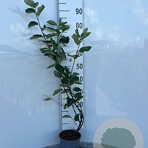 Amelanchier lamarckii 60-80 cm 2,0L