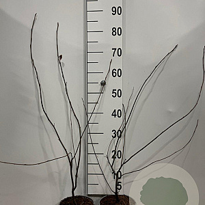 Amelanchier lamarckii 60-80 cm 2,0L