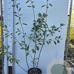 Amelanchier lamarckii 100-125 cm 7,5L solitair
