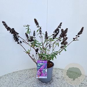 Buddleja Free Petite Tutti Fruitti 40-45 cm 2,5L