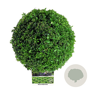 Buxus sempervirens 25-30 cm 4,0L bol antraciet