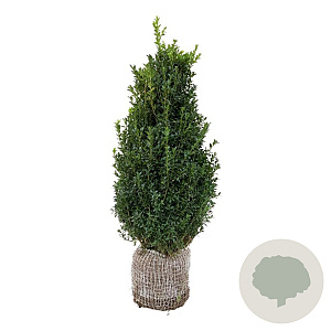Buxus sempervirens 80-100 cm met kluit struik