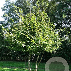 Carpinus betulus 150-175 cm draadkluit meerstammig 80-100 breed