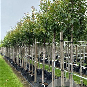 Prunus ser. 'Kanzan' 12-14 HO container