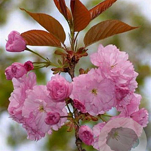 Prunus ser. 'Kanzan' 12-14 HO container