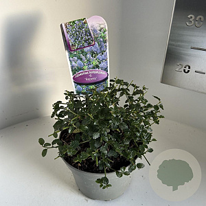 Ceanothus thyrsiflorus repens 10 cm 2,0L