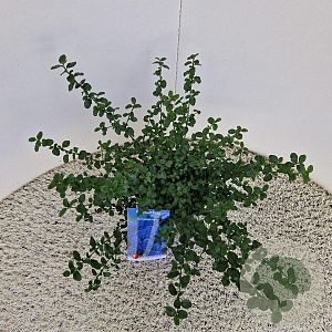 Ceanothus thyrsiflorus repens 25-30 cm 2,5L
