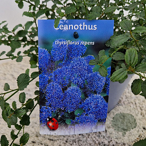 Ceanothus thyrsiflorus repens 25-30 cm 2,5L