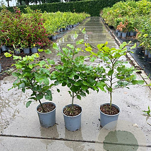 Fagus sylvatica 40-60 cm 2,5L