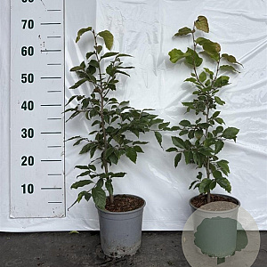Fagus sylvatica 40-60 cm 2,5L