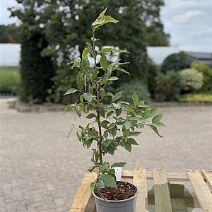 Fagus sylvatica 40-60 cm 2,5L