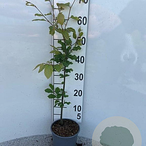 Fagus sylvatica 40-60 cm 2,5L