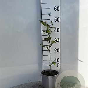 Fagus sylvatica 40-60 cm 2,5L