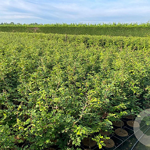 Fagus sylvatica 80-100 cm 3,5L