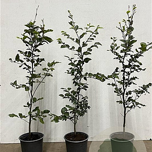 Fagus sylvatica 80-100 cm 3,5L