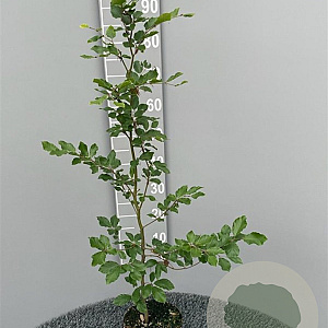 Fagus sylvatica 80-100 cm 3,5L