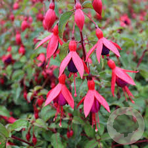 Fuchsia 'Mrs Popple' GM 2,0L