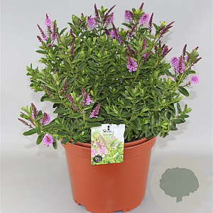 Hebe 'Mette' GM 10L