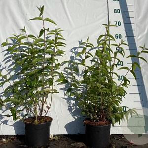 Deutzia scabra 'Plena' 60-80 cm 2,0L