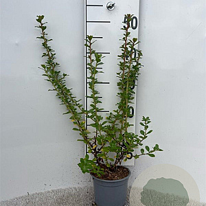 Escallonia 'Apple Blossom' 30-40 cm C1.3