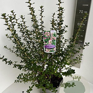 Escallonia 'Apple Blossom' 50-60 cm 5,0L
