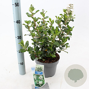 Escallonia 'Iveyi' 30-40 cm 3,0L